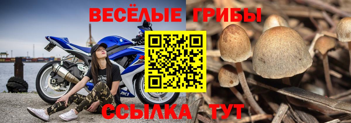 Псилоцибиновые грибы Magic Shrooms  даркнет сайт  Новомосковск  Вход с VPN 